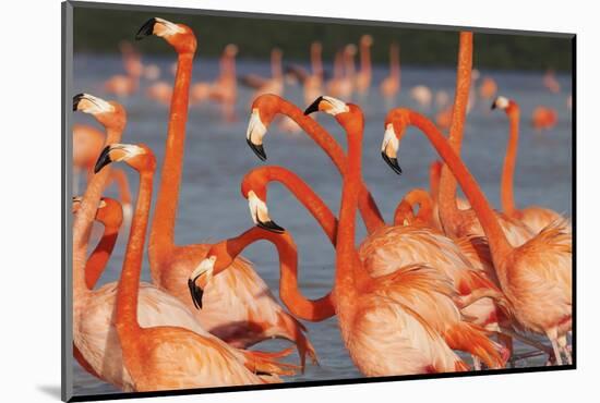 Caribbean flamingo courtship, Yucatan Peninsula, Mexico-Claudio Contreras-Mounted Photographic Print