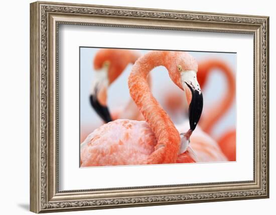 Caribbean Flamingo feeding three day old chick at breeding colony, Yucatan Peninsula, Mexico-Claudio Contreras-Framed Photographic Print