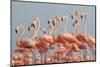 Caribbean flamingo flock, Yucatan Peninsula, Mexico-Claudio Contreras-Mounted Photographic Print