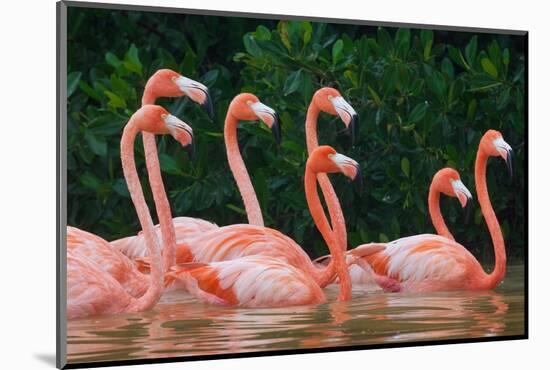 Caribbean flamingo flock, Yucatan Peninsula, Mexico-Claudio Contreras-Mounted Photographic Print