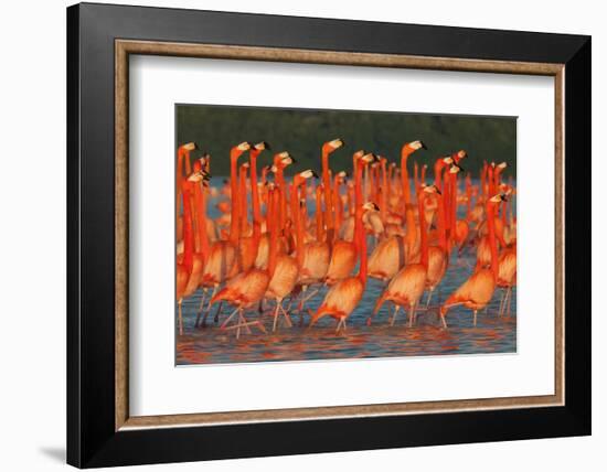 Caribbean flamingo group courtship display, Mexico-Claudio Contreras-Framed Photographic Print