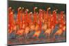 Caribbean flamingo group courtship display, Mexico-Claudio Contreras-Mounted Photographic Print