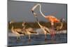 Caribbean flamingo juvenile, Yucatan Peninsula, Mexico-Claudio Contreras-Mounted Photographic Print