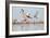 Caribbean Flamingo juvenile, Yucatan Peninsula, Mexico-Claudio Contreras-Framed Photographic Print