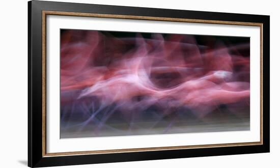 Caribbean Flamingo (Phoenicopterus Ruber) About to Take Off to Roosting Site-Claudio Contreras-Framed Photographic Print