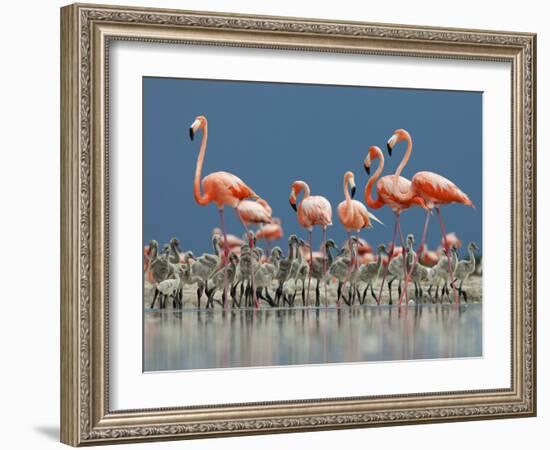 Caribbean Flamingo (Phoenicopterus Ruber) Adults Guarding Chick-Claudio Contreras-Framed Photographic Print