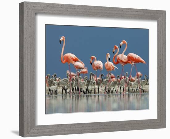 Caribbean Flamingo (Phoenicopterus Ruber) Adults Guarding Chick-Claudio Contreras-Framed Photographic Print