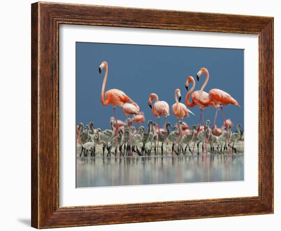 Caribbean Flamingo (Phoenicopterus Ruber) Adults Guarding Chick-Claudio Contreras-Framed Photographic Print