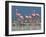 Caribbean Flamingo (Phoenicopterus Ruber) Adults Guarding Chick-Claudio Contreras-Framed Photographic Print