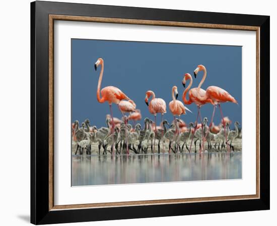 Caribbean Flamingo (Phoenicopterus Ruber) Adults Guarding Chick-Claudio Contreras-Framed Photographic Print