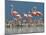 Caribbean Flamingo (Phoenicopterus Ruber) Adults Guarding Chick-Claudio Contreras-Mounted Photographic Print