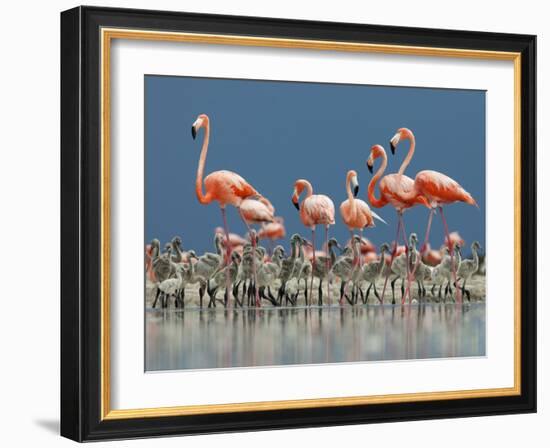 Caribbean Flamingo (Phoenicopterus Ruber) Adults Guarding Chick-Claudio Contreras-Framed Photographic Print