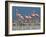 Caribbean Flamingo (Phoenicopterus Ruber) Adults Guarding Chick-Claudio Contreras-Framed Photographic Print