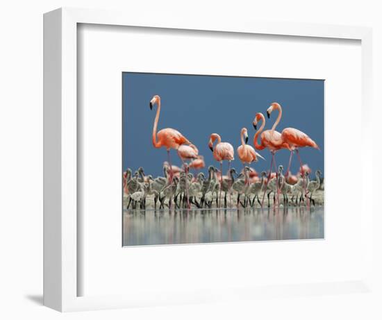 Caribbean Flamingo (Phoenicopterus Ruber) Adults Guarding Chick-Claudio Contreras-Framed Photographic Print