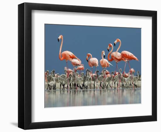 Caribbean Flamingo (Phoenicopterus Ruber) Adults Guarding Chick-Claudio Contreras-Framed Photographic Print