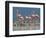 Caribbean Flamingo (Phoenicopterus Ruber) Adults Guarding Chick-Claudio Contreras-Framed Photographic Print