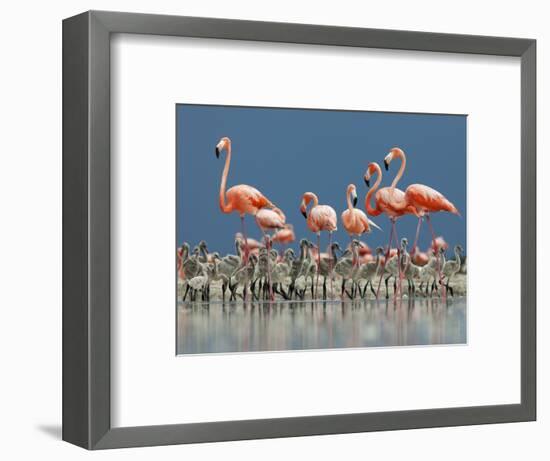 Caribbean Flamingo (Phoenicopterus Ruber) Adults Guarding Chick-Claudio Contreras-Framed Photographic Print