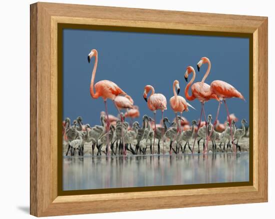 Caribbean Flamingo (Phoenicopterus Ruber) Adults Guarding Chick-Claudio Contreras-Framed Premier Image Canvas