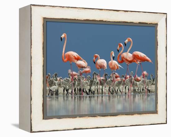 Caribbean Flamingo (Phoenicopterus Ruber) Adults Guarding Chick-Claudio Contreras-Framed Premier Image Canvas