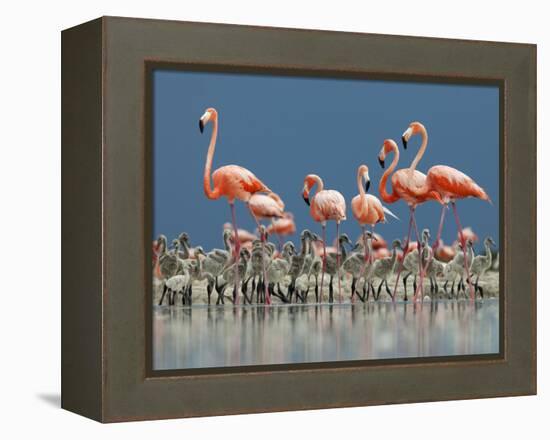 Caribbean Flamingo (Phoenicopterus Ruber) Adults Guarding Chick-Claudio Contreras-Framed Premier Image Canvas
