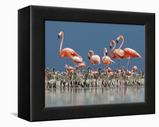 Caribbean Flamingo (Phoenicopterus Ruber) Adults Guarding Chick-Claudio Contreras-Framed Premier Image Canvas