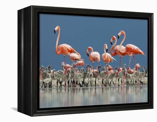 Caribbean Flamingo (Phoenicopterus Ruber) Adults Guarding Chick-Claudio Contreras-Framed Premier Image Canvas