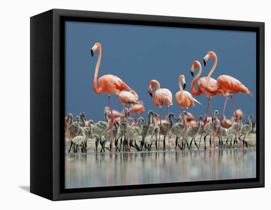 Caribbean Flamingo (Phoenicopterus Ruber) Adults Guarding Chick-Claudio Contreras-Framed Premier Image Canvas