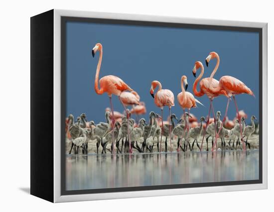 Caribbean Flamingo (Phoenicopterus Ruber) Adults Guarding Chick-Claudio Contreras-Framed Premier Image Canvas