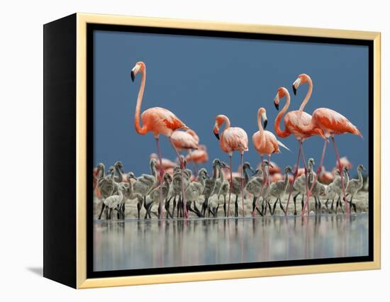 Caribbean Flamingo (Phoenicopterus Ruber) Adults Guarding Chick-Claudio Contreras-Framed Premier Image Canvas