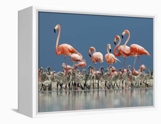 Caribbean Flamingo (Phoenicopterus Ruber) Adults Guarding Chick-Claudio Contreras-Framed Premier Image Canvas