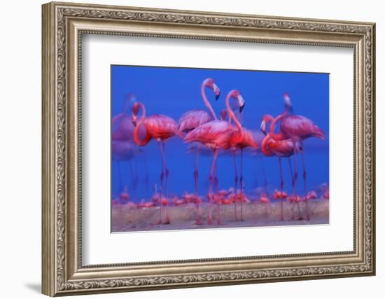 Caribbean Flamingo (Phoenicopterus Ruber) Preparing to Sleep-Claudio Contreras-Framed Photographic Print