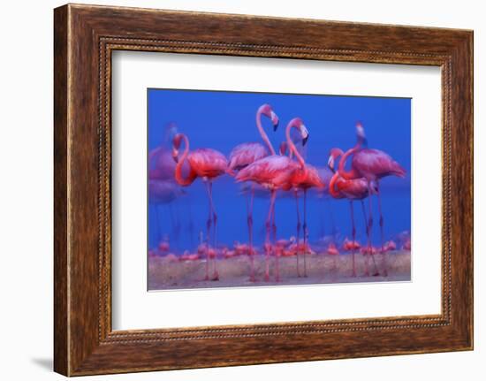 Caribbean Flamingo (Phoenicopterus Ruber) Preparing to Sleep-Claudio Contreras-Framed Photographic Print