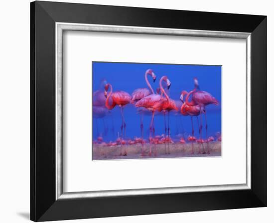 Caribbean Flamingo (Phoenicopterus Ruber) Preparing to Sleep-Claudio Contreras-Framed Photographic Print