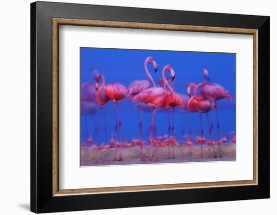 Caribbean Flamingo (Phoenicopterus Ruber) Preparing to Sleep-Claudio Contreras-Framed Photographic Print