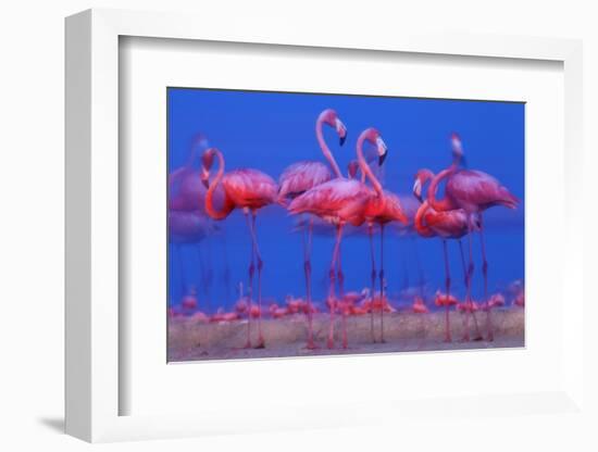 Caribbean Flamingo (Phoenicopterus Ruber) Preparing to Sleep-Claudio Contreras-Framed Photographic Print