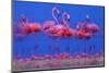 Caribbean Flamingo (Phoenicopterus Ruber) Preparing to Sleep-Claudio Contreras-Mounted Photographic Print