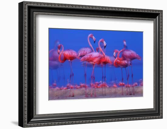 Caribbean Flamingo (Phoenicopterus Ruber) Preparing to Sleep-Claudio Contreras-Framed Photographic Print