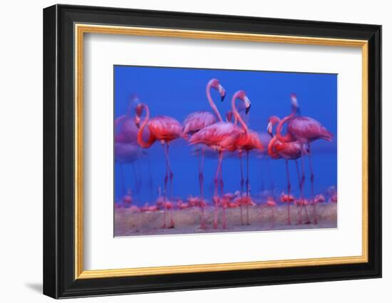 Caribbean Flamingo (Phoenicopterus Ruber) Preparing to Sleep-Claudio Contreras-Framed Photographic Print