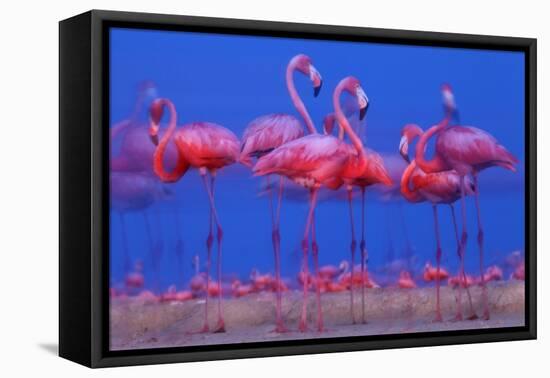 Caribbean Flamingo (Phoenicopterus Ruber) Preparing to Sleep-Claudio Contreras-Framed Premier Image Canvas