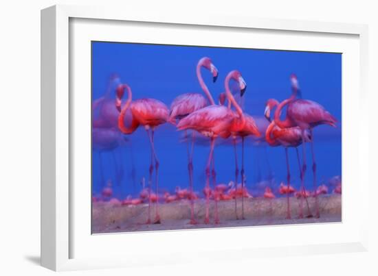 Caribbean Flamingo (Phoenicopterus Ruber) Preparing to Sleep-Claudio Contreras-Framed Photographic Print