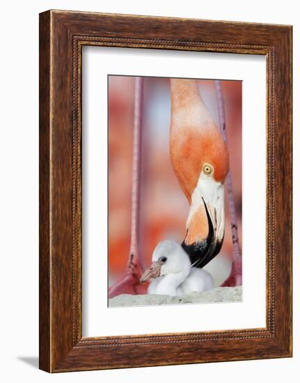 Caribbean Flamingo preening chick in the breeding colony, Yucatan Peninsula, Mexico-Claudio Contreras-Framed Photographic Print