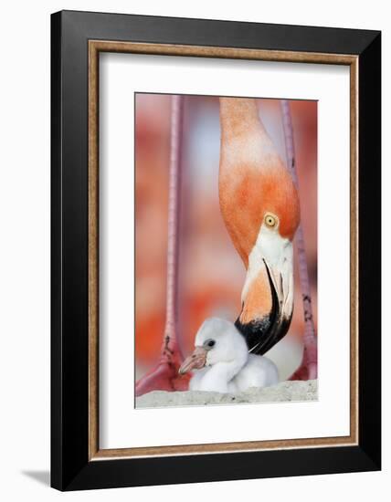 Caribbean Flamingo preening chick in the breeding colony, Yucatan Peninsula, Mexico-Claudio Contreras-Framed Photographic Print