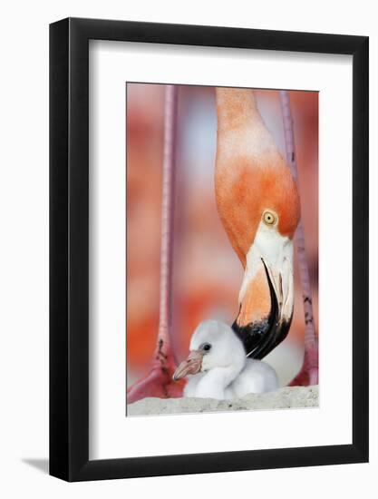 Caribbean Flamingo preening chick in the breeding colony, Yucatan Peninsula, Mexico-Claudio Contreras-Framed Photographic Print