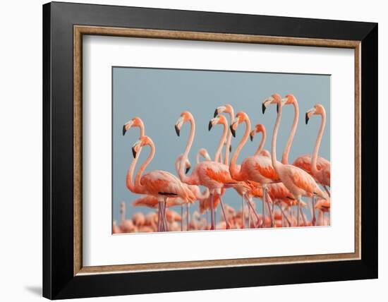 Caribbean Flamingo, Ria Lagartos Biosphere Reserve, Mexico-Claudio Contreras-Framed Photographic Print