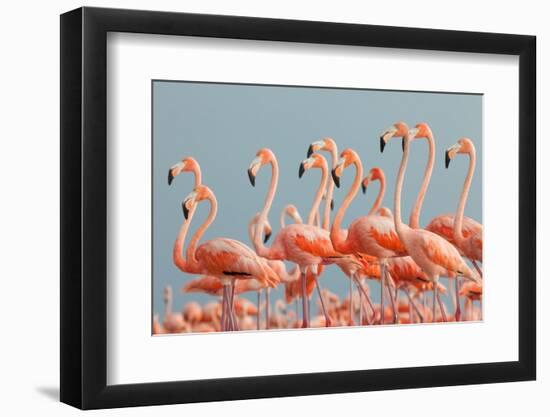 Caribbean Flamingo, Ria Lagartos Biosphere Reserve, Mexico-Claudio Contreras-Framed Photographic Print