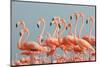 Caribbean Flamingo, Ria Lagartos Biosphere Reserve, Mexico-Claudio Contreras-Mounted Photographic Print