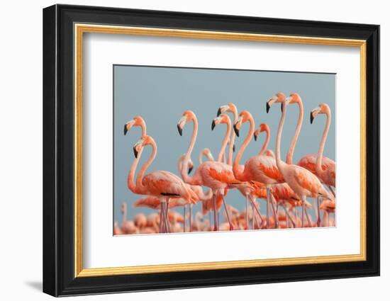 Caribbean Flamingo, Ria Lagartos Biosphere Reserve, Mexico-Claudio Contreras-Framed Photographic Print