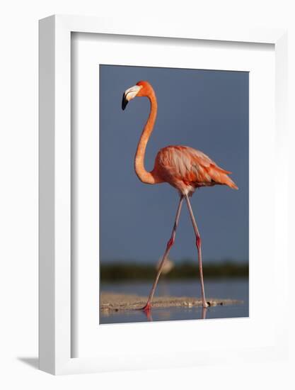 Caribbean flamingo walking, Yucatan Peninsula, Mexico-Claudio Contreras-Framed Photographic Print