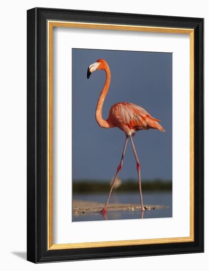 Caribbean flamingo walking, Yucatan Peninsula, Mexico-Claudio Contreras-Framed Photographic Print