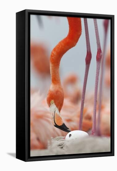 Caribbean flamingo watching chick hatching, Yucatan, Mexico-Claudio Contreras-Framed Premier Image Canvas